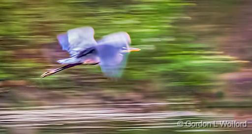 Heron In Flight_P1140851.jpg - Great Blue Heron (Ardea herodias) photographed along the Rideau Canal Waterway at Smiths Falls, Ontario, Canada.